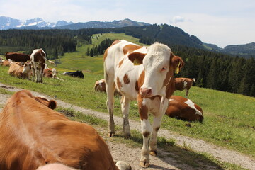 Auf der Alm da gibt es keine Sünde