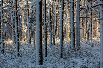 Fototapeta premium Sunny and snowy winter day in the forest and marsh