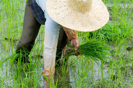 Woman planting rice at sunrise, Philippines