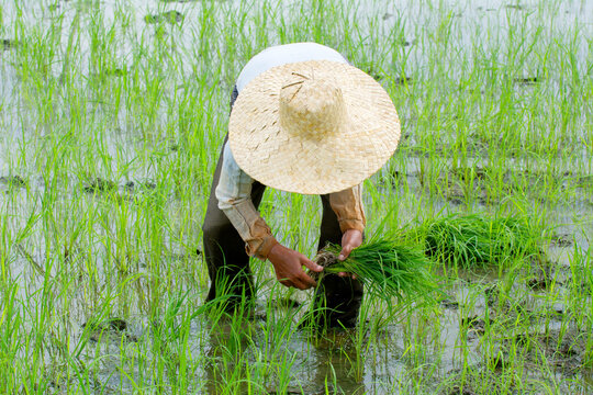 Woman planting rice at sunrise, Philippines