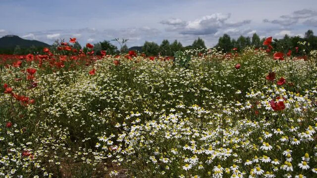 Wild chamomile meadow and poppies presence of insects background Euganean hills
