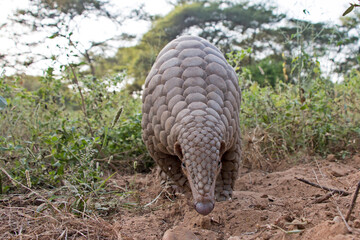 Indian Pangolin or Anteater (Manis crassicaudata) one of the most trafficked/smuggled wildlife species