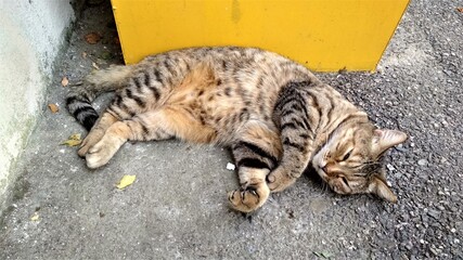 cat on the street