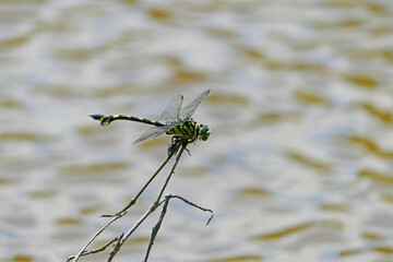 池のほとりで休息するウチワヤンマ。土佐清水、高知、日本。6月上旬。