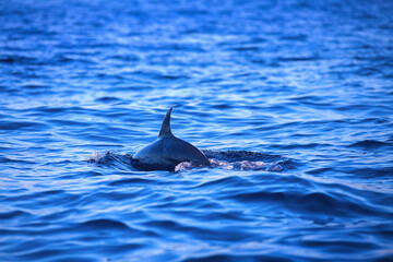 Holiday in Bali - Dolphin Beach Lovina Bali, Dolphin Jumping