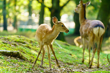 奈良公園の鹿