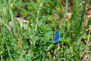 Blue butterfly on a green grass meadow background