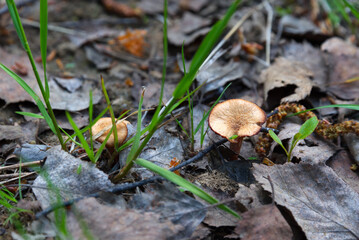 Small spring mushrooms surrounded with dry leaves