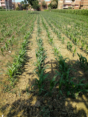Corn, agriculture, field, food, farmer, farmland,
