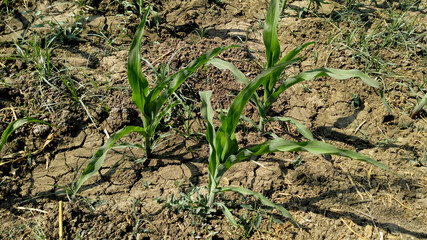 Corn, agriculture, field, food, farmer, farmland,