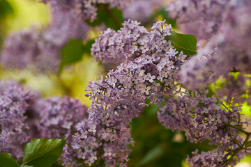 Lilac close-up. The inflorescence of lilac purple flowers, close-up. branch with spring lilac flowers.