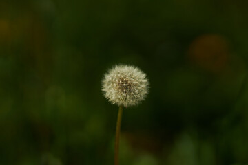 Dandelions close-up. dandelions on a sunny spring day.