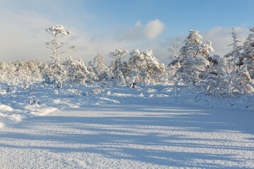 Sunny and snowy winter day in the forest and marsh