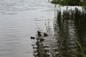 
A wild duck with a brood of ducklings swims along the lake in spring
