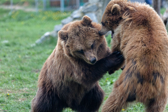 Brown big bears are playing pretending to fight with each other like children, wild nature in a outdoor park