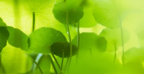 Natural background borders with fresh juicy leaves, with soft focus, outdoor in nature in wide format sunlight, copy space the atmospheric in green tones. © Sun13