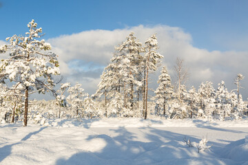 Sunny and snowy winter day in the forest and marsh