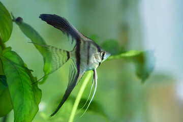 Freshwater Aquarium Fish. Blue Zebra Angelfish. Pterophyllum Scalare.