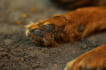 Dog paws close up. Paws