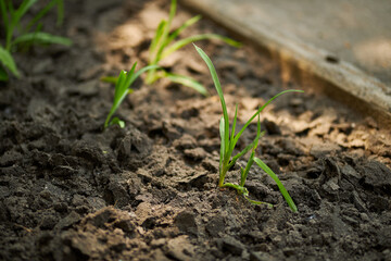 Texture of the earth. Black soil. The texture of the black fertile layer of the earth closeup. Sprouts of grass in the ground.