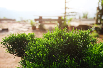 Blooming greenery with bouquet of Pine leaves with natural sunlight in the garden.