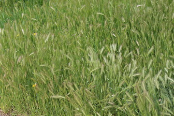 
Bright green grass grows in spring