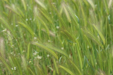 
Bright green grass grows in spring