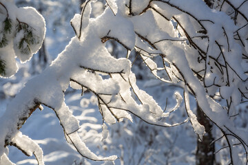Sunny and snowy winter day in forest and marsh