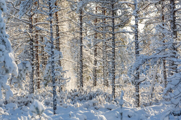 Sunny and snowy winter day in forest and marsh