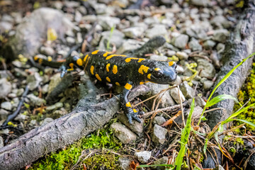 Fire salamander - Salamandra salamandra, animal portrait