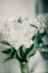 white peony on a white background