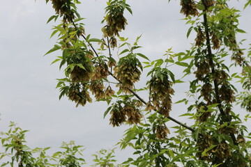 Seeds ripen on an American maple tree by the lake in summer