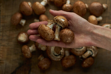 Mushrooms in the cook's hand. Champignon mushrooms on a wooden board. Fresh healthy brown mushrooms.