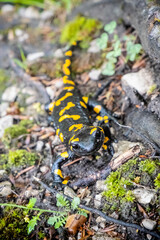 Fire salamander - Salamandra salamandra, animal portrait