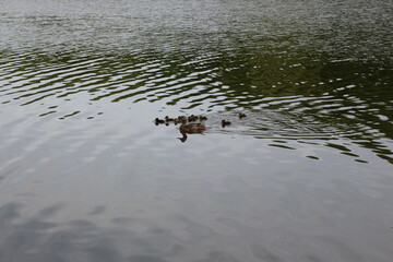
A wild duck with a brood of ducklings swims along the lake in spring