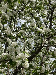 blooming cherry tree