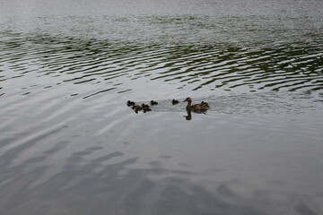 
A wild duck with a brood of ducklings swims along the lake in spring