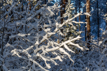 Sunny and snowy winter day in forest and marsh