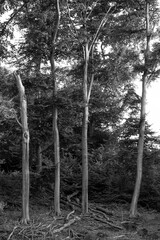 monochrome landscape trees silhouette mystic nature bw
