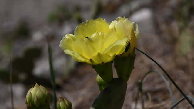 Opuntia humifusa yellow flower blossomed with insects Euganean Hills Padua