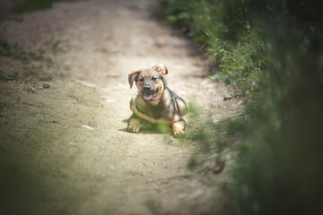 Abandoned puppy during the obedience training walk through a grass and bushes