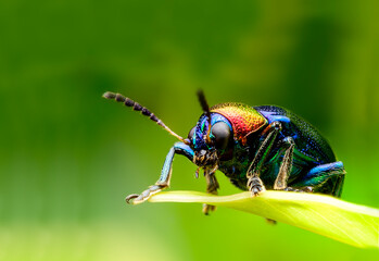 bug on a leaf