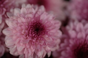 beautiful violet chrysanthemum flowers. macro photography. closeup of green flowers.