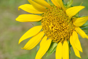 blurred background sunflower in the garden