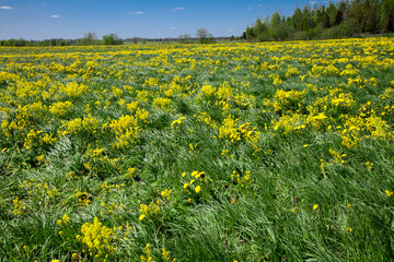 spring flowers in the meadow. yellow dandelions