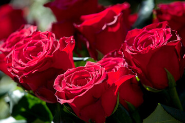Closeup of beautiful red roses