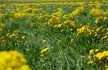 spring flowers in the meadow. yellow dandelions