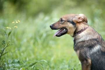 Abandoned puppy during the obedience training walk through a grass and bushes