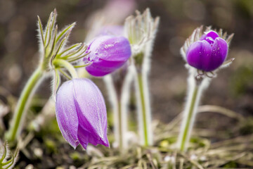 beautiful wild pasque flowers in the spring
