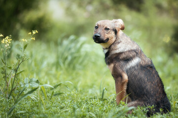 Abandoned puppy during the obedience training walk through a grass and bushes